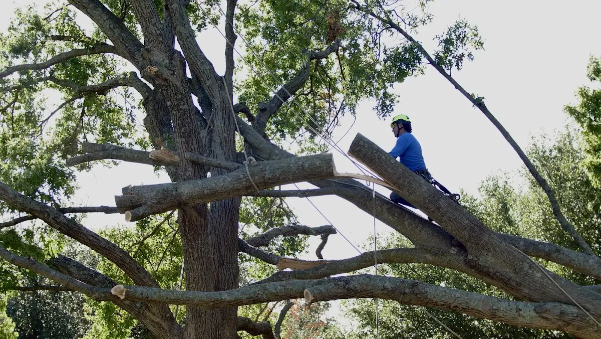 Professional Crown Thinning performed by certified arborists in Wendell